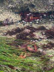 Taliepus nuttallii