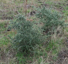 Ceanothus leucodermis