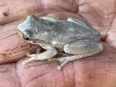 Litoria quiritatus