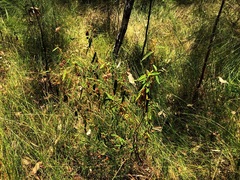 Seringia corollata