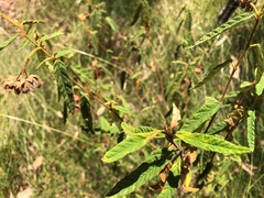 Seringia corollata