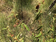 Seringia corollata