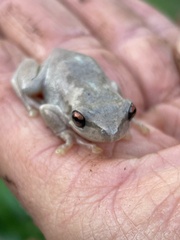 Litoria quiritatus
