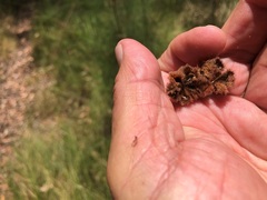 Seringia corollata