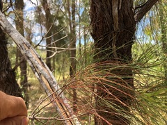Allocasuarina inophloia