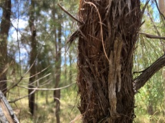Allocasuarina inophloia