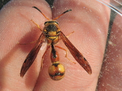 Eumenes bollii