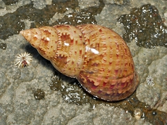Phasianella australis