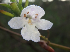 Prostanthera behriana
