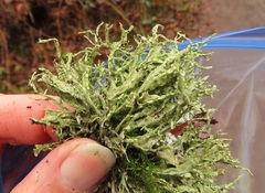 Ramalina subleptocarpha