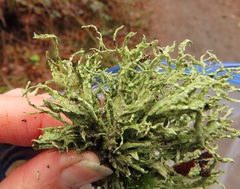 Ramalina subleptocarpha