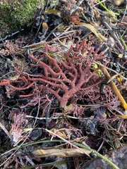 Leptogorgia chilensis