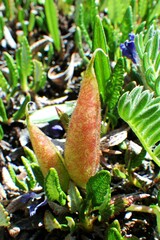 Oxytropis podocarpa
