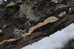 Steccherinum nitidum