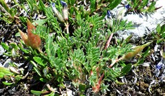 Oxytropis podocarpa