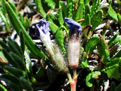 Oxytropis podocarpa
