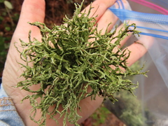 Ramalina subleptocarpha