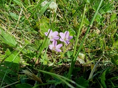 Geranium potentilloides