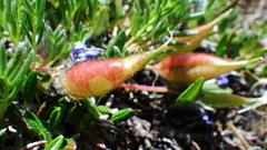 Oxytropis podocarpa