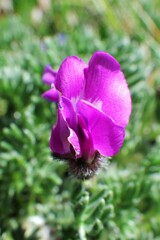Oxytropis podocarpa