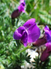 Oxytropis podocarpa