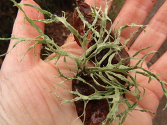 Ramalina farinacea