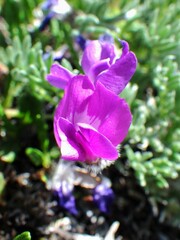 Oxytropis podocarpa