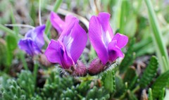 Oxytropis podocarpa