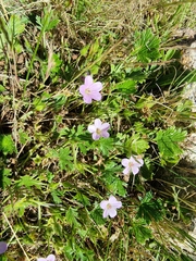 Geranium potentilloides
