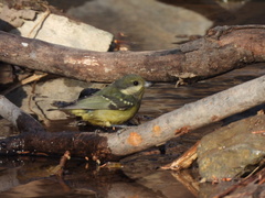 Periparus venustulus
