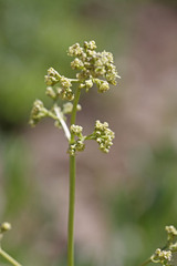 Valeriana edulis