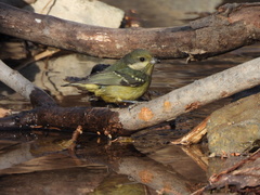 Periparus venustulus