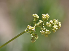 Valeriana edulis