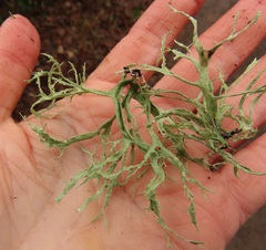Ramalina farinacea