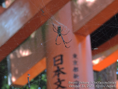 Trichonephila clavata