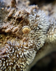 Ovachlamys fulgens