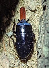Pseudoderopeltis