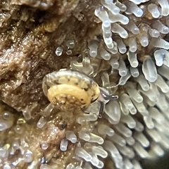 Ovachlamys fulgens