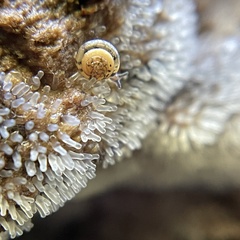 Ovachlamys fulgens