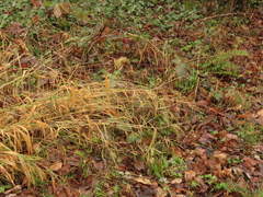 Brachypodium sylvaticum