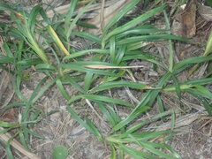 Dianella congesta