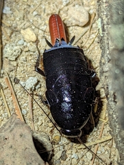 Pseudoderopeltis