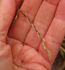 Brachypodium sylvaticum