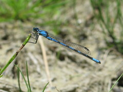 Enallagma annexum