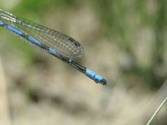 Enallagma annexum