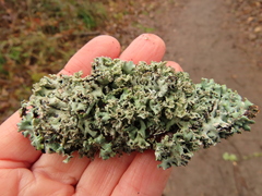 Hypogymnia physodes