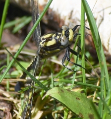 Gomphurus fraternus