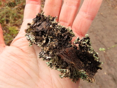 Hypogymnia physodes
