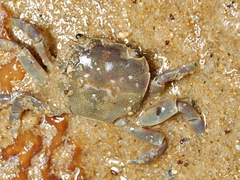 Paragrapsus quadridentatus