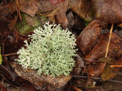 Evernia prunastri